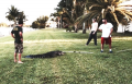 Gator (1)